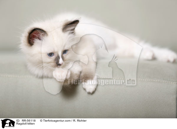Ragdoll Ktzchen / Ragdoll kitten / RR-56118