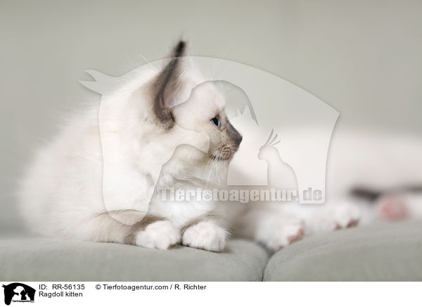 Ragdoll Ktzchen / Ragdoll kitten / RR-56135