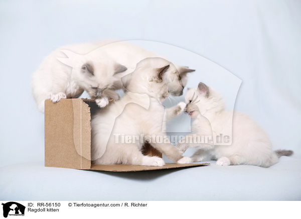 Ragdoll Ktzchen / Ragdoll kitten / RR-56150