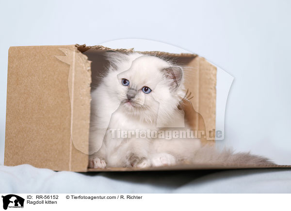 Ragdoll Ktzchen / Ragdoll kitten / RR-56152