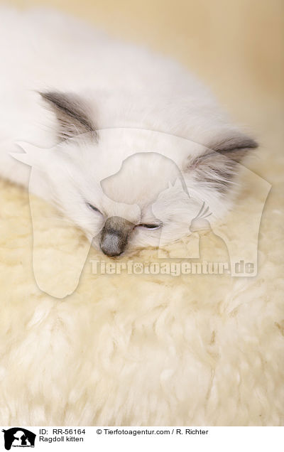 Ragdoll Ktzchen / Ragdoll kitten / RR-56164