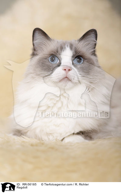 Ragdoll / Ragdoll / RR-56185