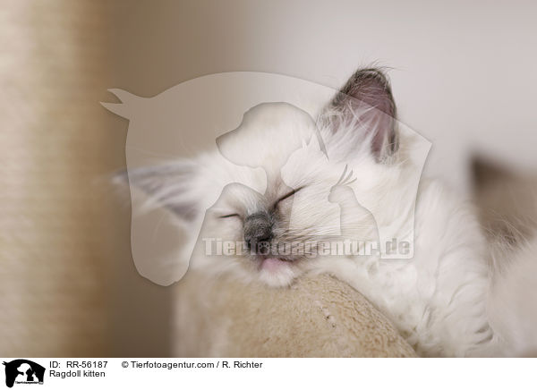 Ragdoll Ktzchen / Ragdoll kitten / RR-56187
