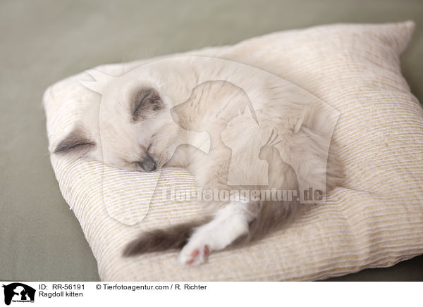 Ragdoll Ktzchen / Ragdoll kitten / RR-56191