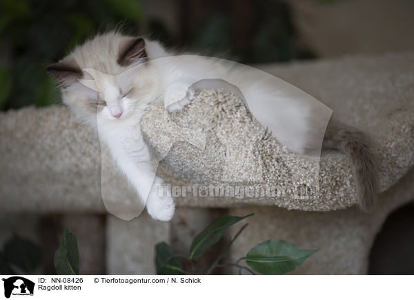 Ragdoll Ktzchen / Ragdoll kitten / NN-08426