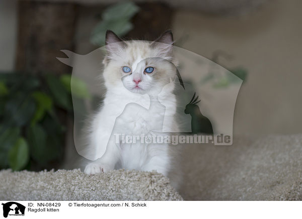 Ragdoll Ktzchen / Ragdoll kitten / NN-08429