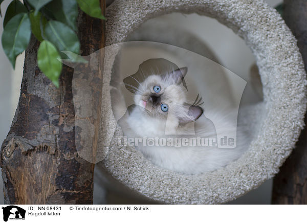 Ragdoll Ktzchen / Ragdoll kitten / NN-08431