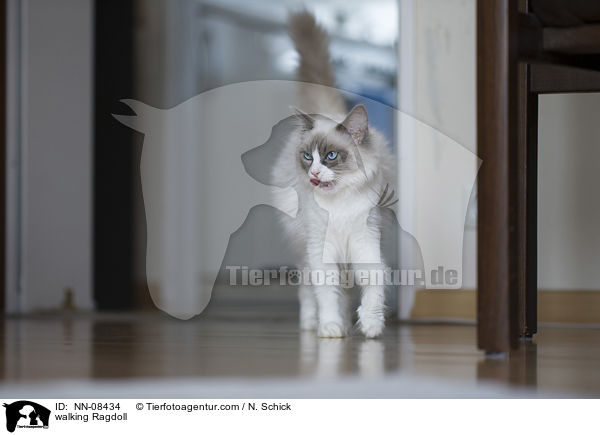 laufende Ragdoll / walking Ragdoll / NN-08434
