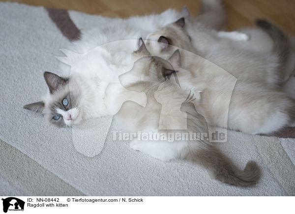 Ragdoll mit Jungen / Ragdoll with kitten / NN-08442
