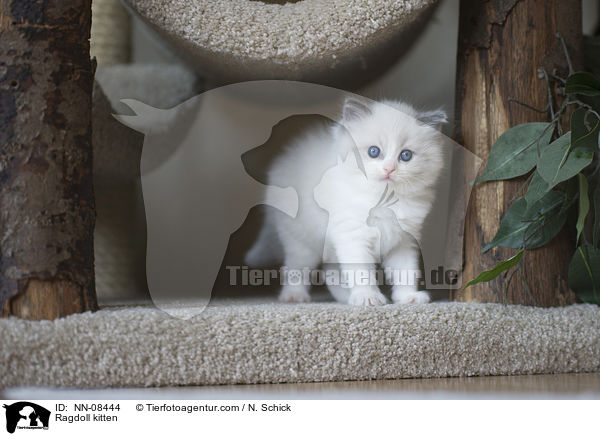 Ragdoll Ktzchen / Ragdoll kitten / NN-08444