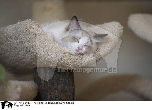 Ragdoll Ktzchen / Ragdoll kitten / NN-08447