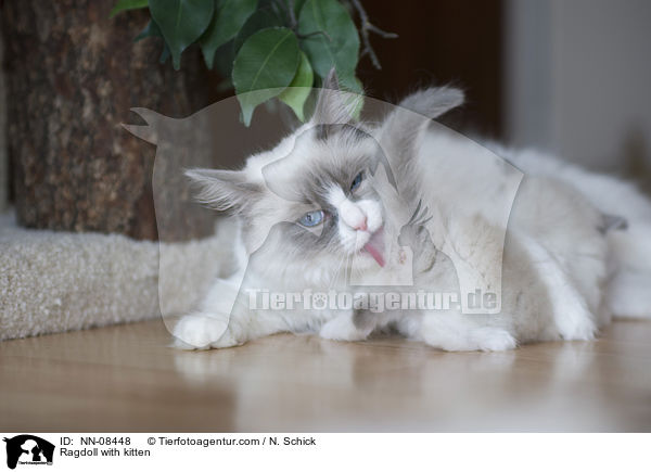 Ragdoll mit Jungem / Ragdoll with kitten / NN-08448