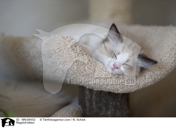 Ragdoll Ktzchen / Ragdoll kitten / NN-08452