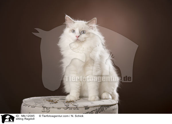 sitzende Ragdoll / sitting Ragdoll / NN-12085
