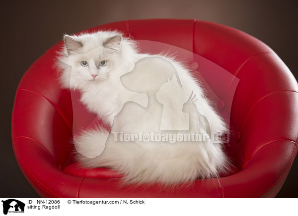 sitzende Ragdoll / sitting Ragdoll / NN-12086