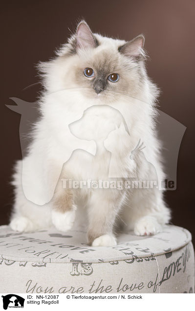 sitzende Ragdoll / sitting Ragdoll / NN-12087