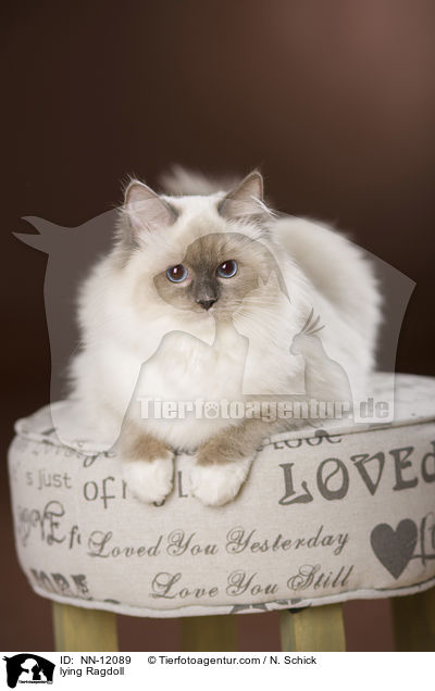 liegende Ragdoll / lying Ragdoll / NN-12089