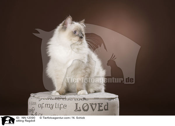 sitzende Ragdoll / sitting Ragdoll / NN-12090