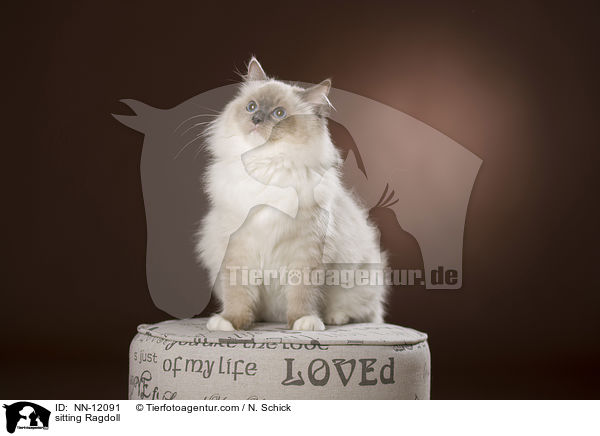 sitzende Ragdoll / sitting Ragdoll / NN-12091