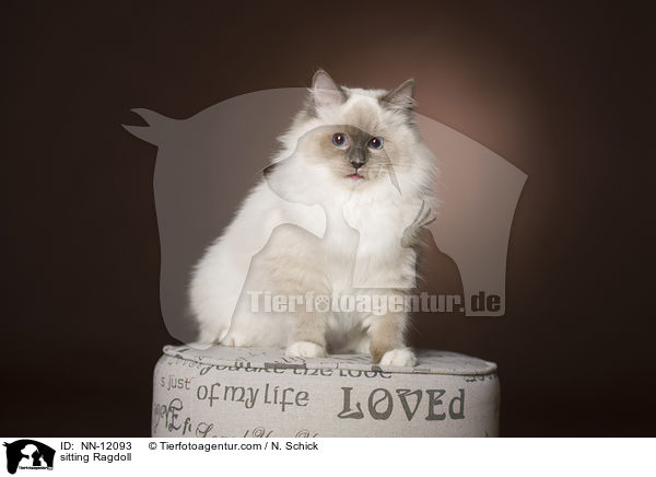 sitzende Ragdoll / sitting Ragdoll / NN-12093