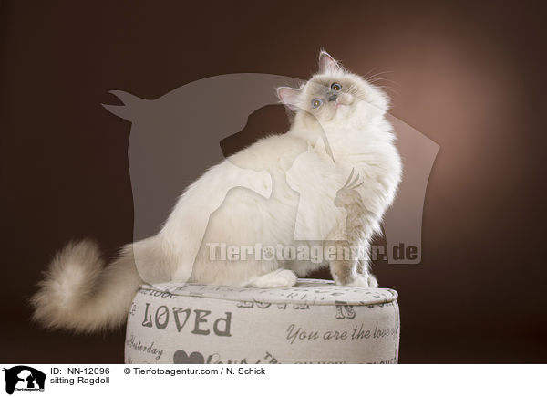 sitzende Ragdoll / sitting Ragdoll / NN-12096