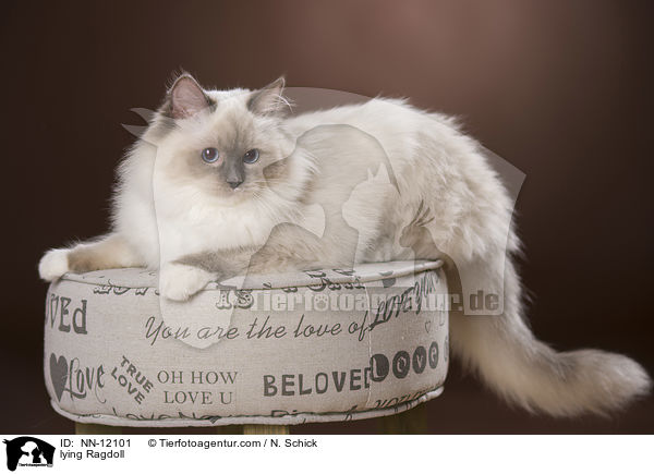 liegende Ragdoll / lying Ragdoll / NN-12101