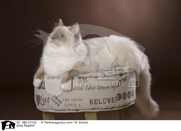 liegende Ragdoll / lying Ragdoll / NN-12102