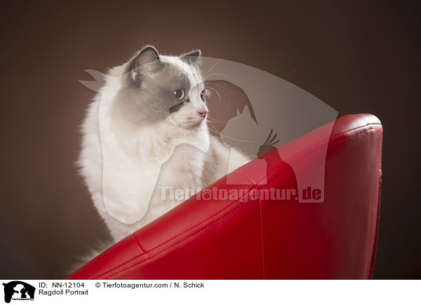 Ragdoll Portrait / Ragdoll Portrait / NN-12104
