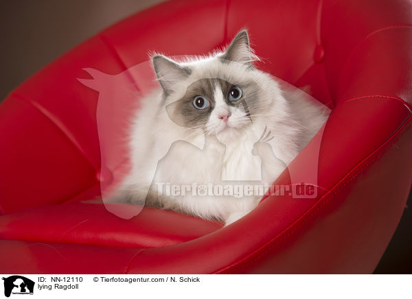 lying Ragdoll / NN-12110