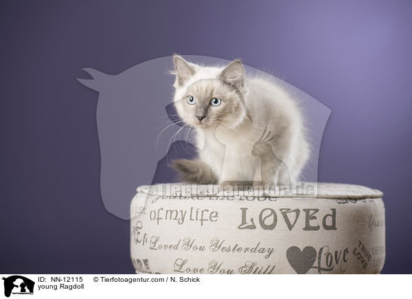 junge Ragdoll / young Ragdoll / NN-12115