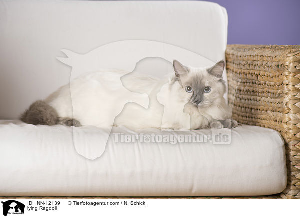 liegende Ragdoll / lying Ragdoll / NN-12139
