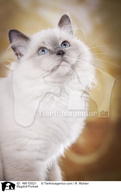 Ragdoll Portrait / Ragdoll Portrait / RR-75521