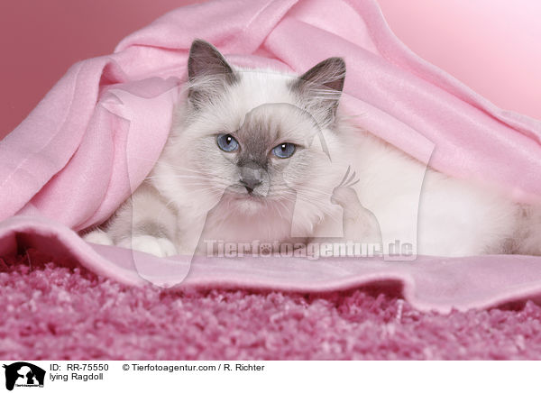 liegende Ragdoll / lying Ragdoll / RR-75550