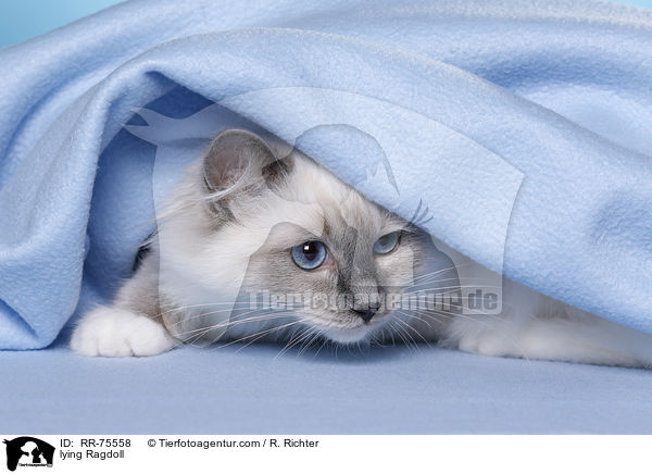 liegende Ragdoll / lying Ragdoll / RR-75558
