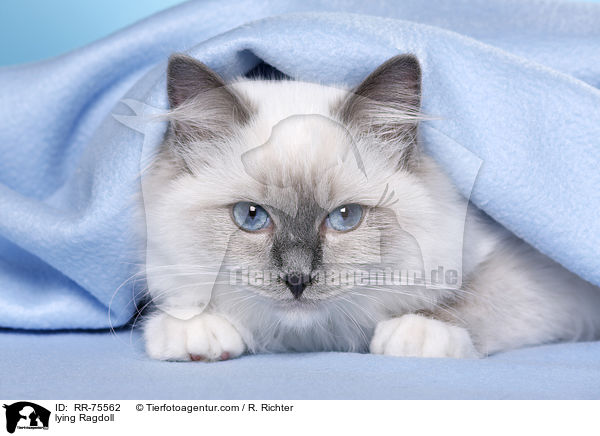 lying Ragdoll / RR-75562