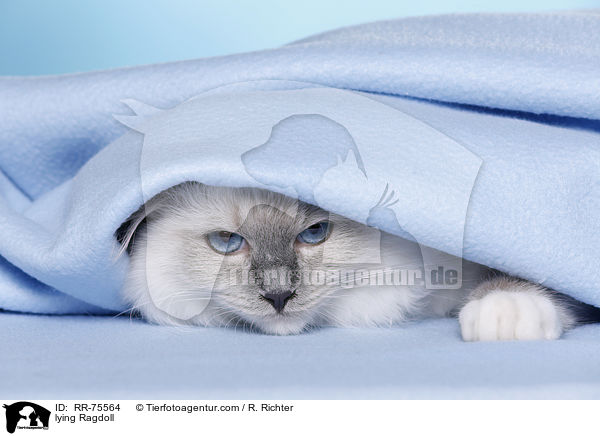 liegende Ragdoll / lying Ragdoll / RR-75564