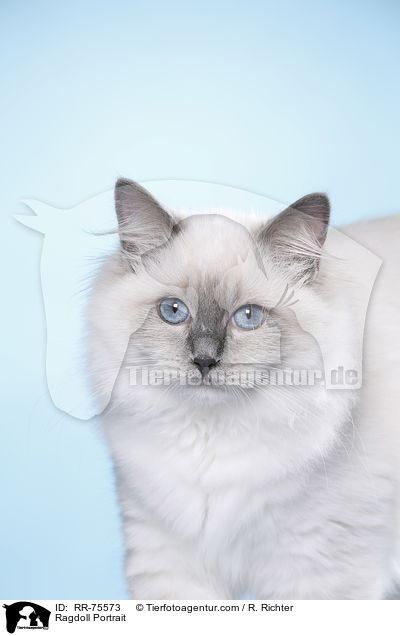 Ragdoll Portrait / RR-75573