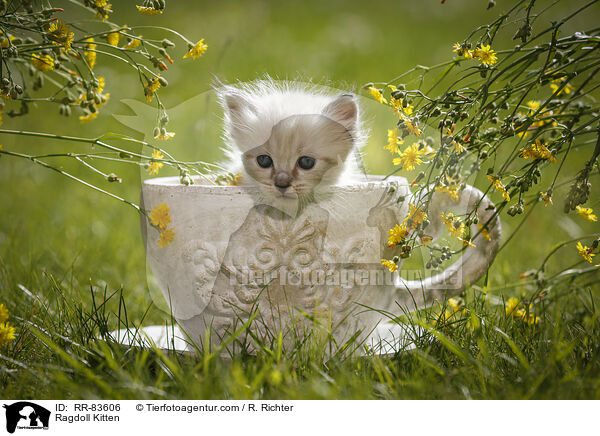 Ragdoll Ktzchen / Ragdoll Kitten / RR-83606