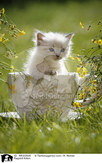 Ragdoll Ktzchen / Ragdoll Kitten / RR-83608