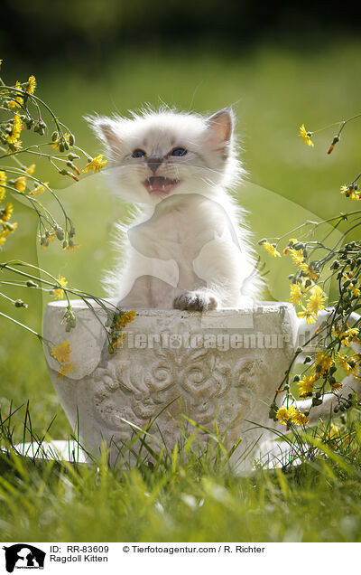 Ragdoll Ktzchen / Ragdoll Kitten / RR-83609
