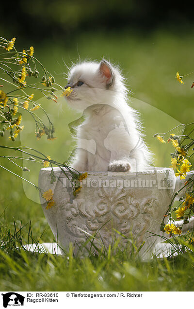 Ragdoll Ktzchen / Ragdoll Kitten / RR-83610