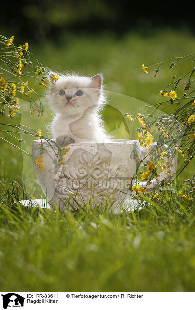 Ragdoll Ktzchen / Ragdoll Kitten / RR-83611