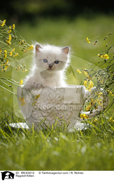 Ragdoll Ktzchen / Ragdoll Kitten / RR-83612