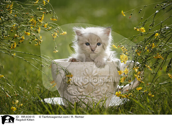 Ragdoll Ktzchen / Ragdoll Kitten / RR-83615