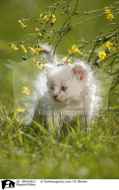 Ragdoll Ktzchen / Ragdoll Kitten / RR-83621