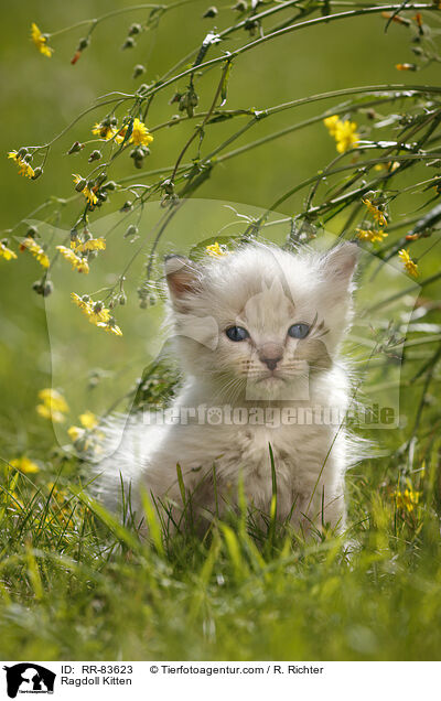 Ragdoll Ktzchen / Ragdoll Kitten / RR-83623