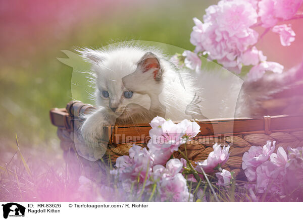 Ragdoll Ktzchen / Ragdoll Kitten / RR-83626
