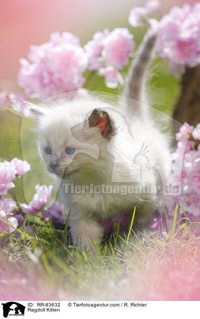 Ragdoll Ktzchen / Ragdoll Kitten / RR-83632