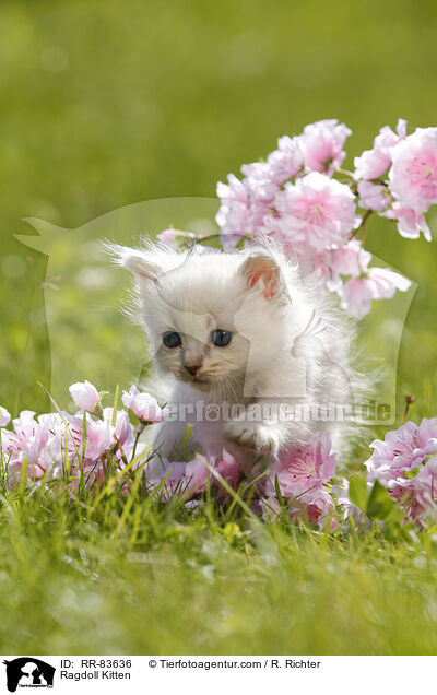 Ragdoll Ktzchen / Ragdoll Kitten / RR-83636