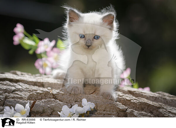 Ragdoll Ktzchen / Ragdoll Kitten / RR-83886